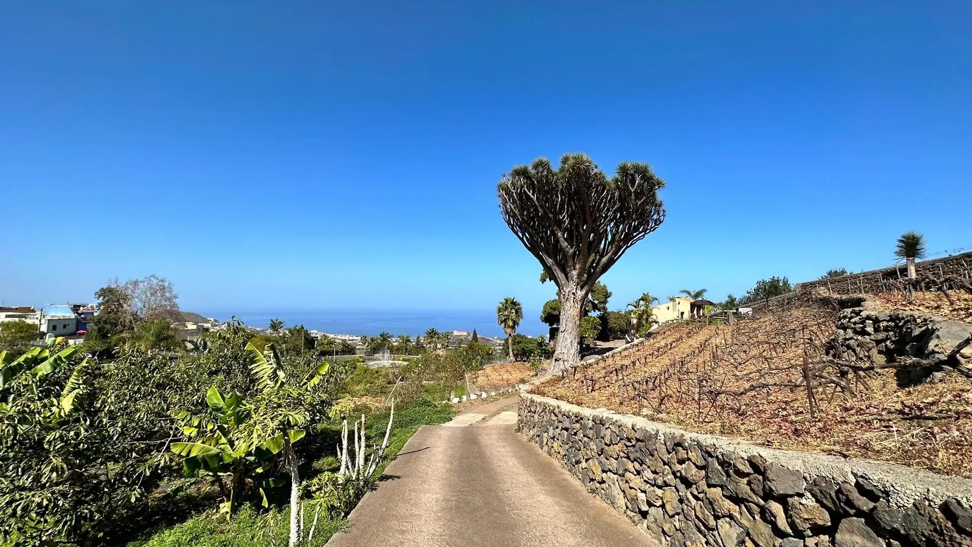 Finca Oscar Burchard Ля Оротава