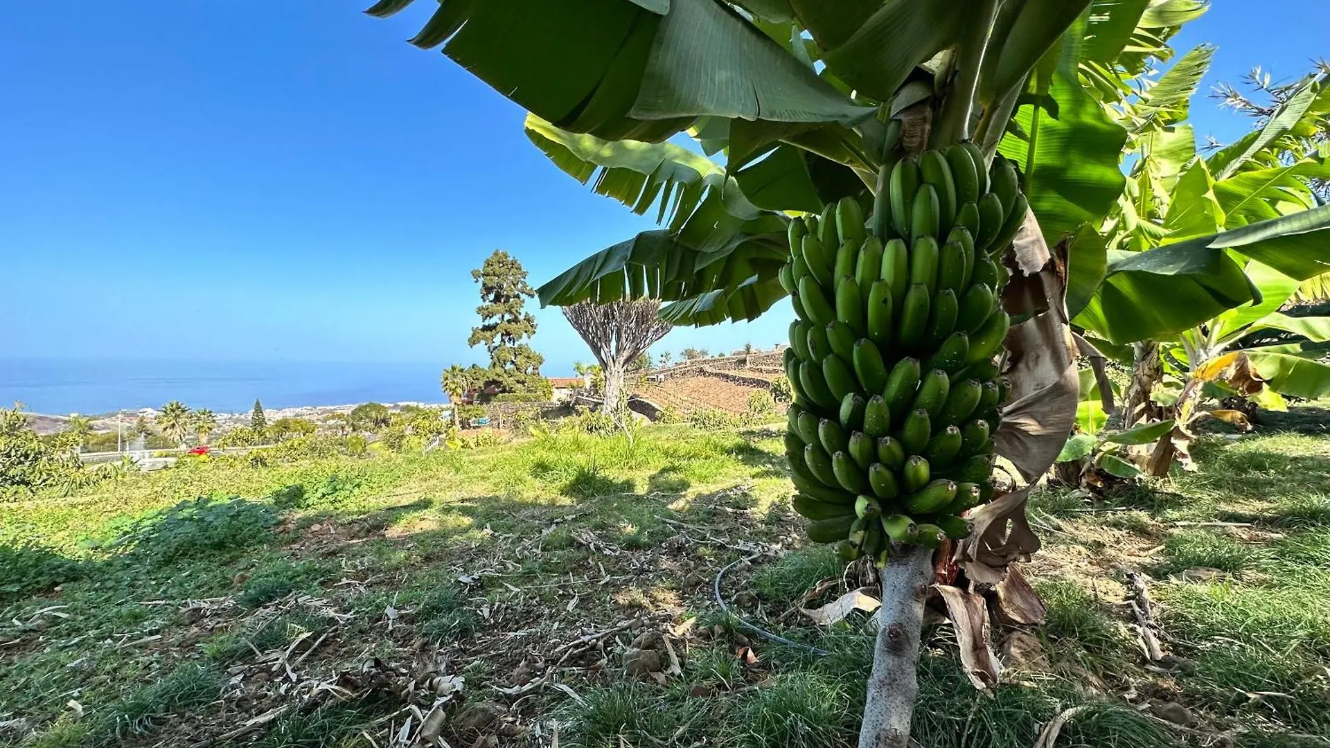 Finca Oscar Burchard Ля Оротава Испания