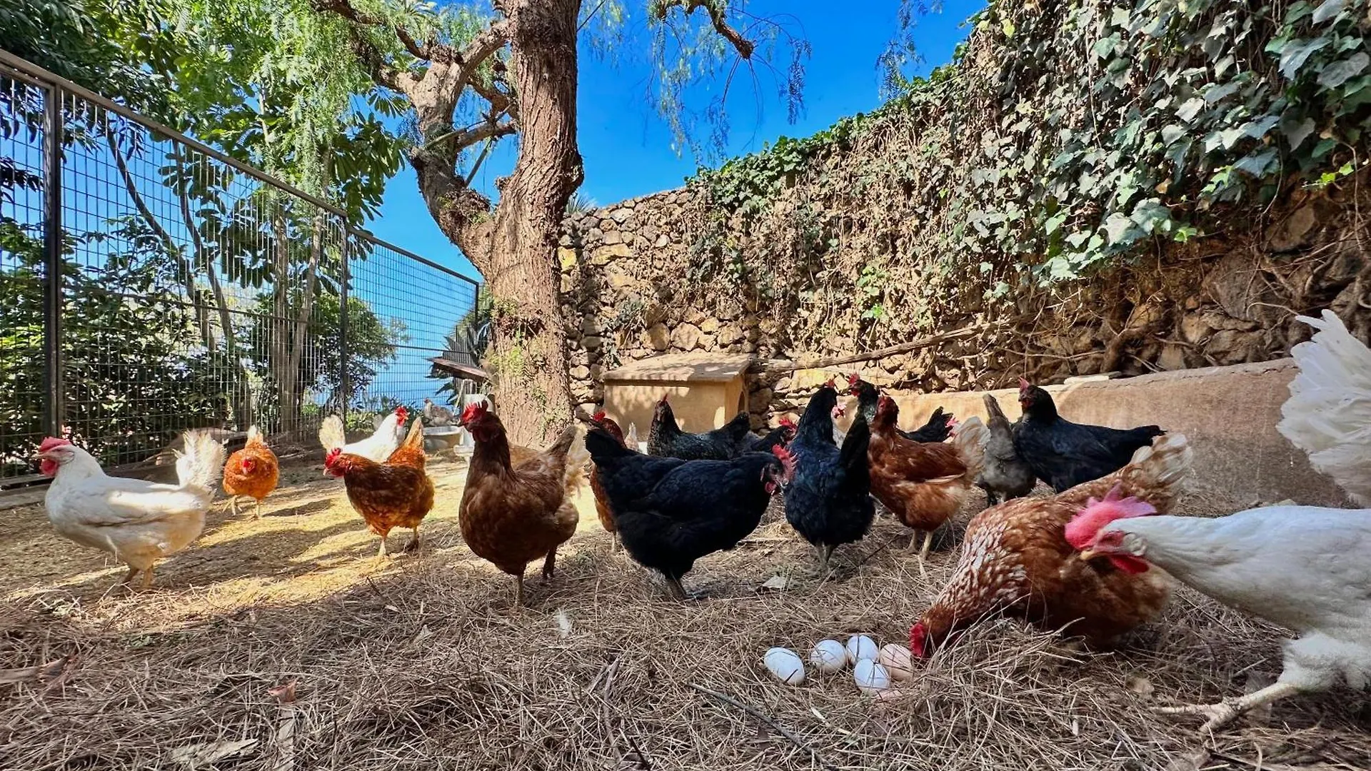Finca Oscar Burchard Ля Оротава